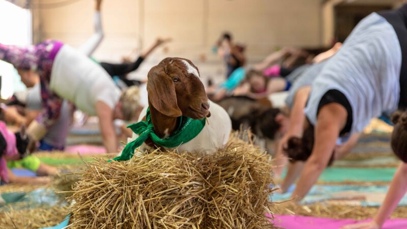 O que é Goat Yoga?