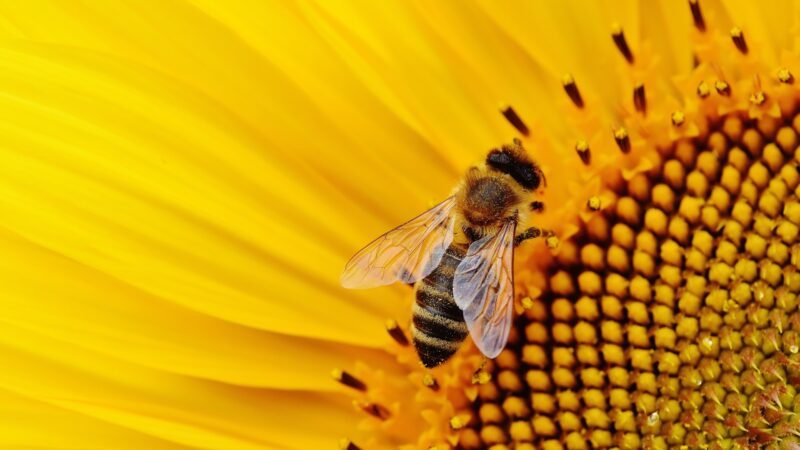 O que é Apiterapia e como funciona a cura através das abelhas?