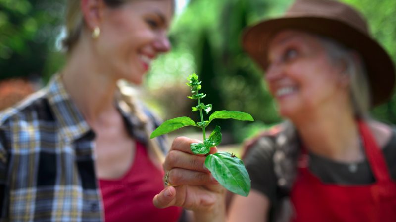 Fitoterapia e autocuidado feminino: o poder das plantas na saúde da mulher